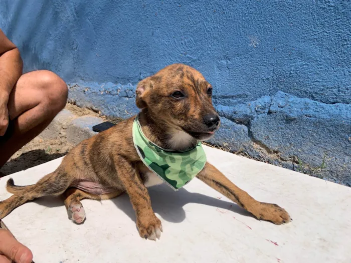 Cachorro ra a SRD-ViraLata idade Abaixo de 2 meses nome Formiga 