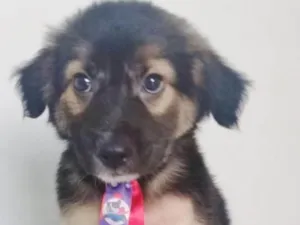 Cachorro raça SRD-ViraLata idade 2 a 6 meses nome BEBÊ BLUROSE MACHO
