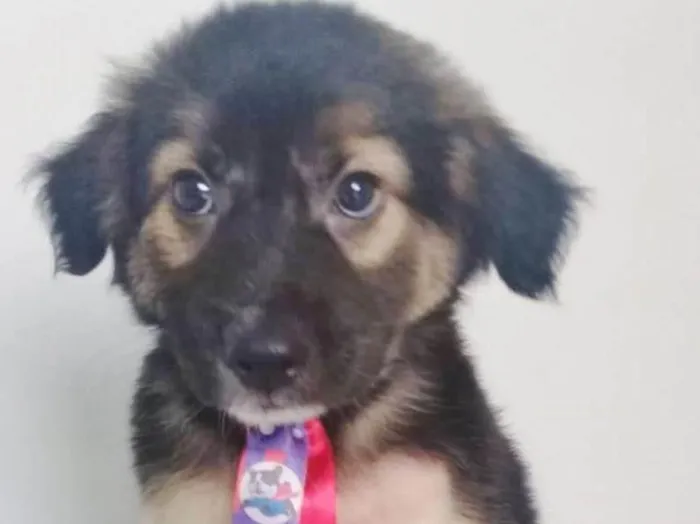 Cachorro ra a SRD-ViraLata idade 2 a 6 meses nome BEBÊ BLUROSE MACHO