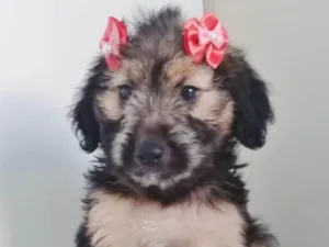 Cachorro raça SRD-ViraLata idade 2 a 6 meses nome BEBÊ MENINA