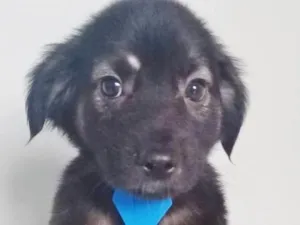 Cachorro raça SRD-ViraLata idade 2 a 6 meses nome BEBÊ BLUE