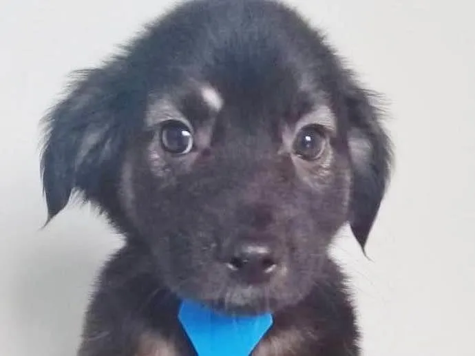 Cachorro ra a SRD-ViraLata idade 2 a 6 meses nome BEBÊ BLUE