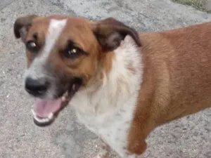 Cachorro raça SRD-ViraLata idade 2 anos nome Esperança