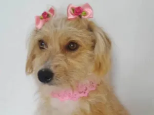 Cachorro raça SRD-ViraLata idade 1 ano nome SARAH