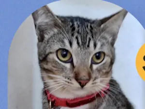 Gato raça Srd idade 7 a 11 meses nome Yuri