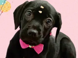 Cachorro raça Srd idade 2 a 6 meses nome Pink 