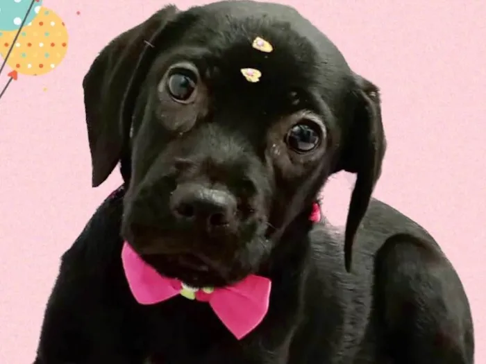 Cachorro ra a Srd idade 2 a 6 meses nome Pink 