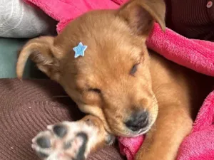 Cachorro raça Labrador misto idade 2 a 6 meses nome Chico