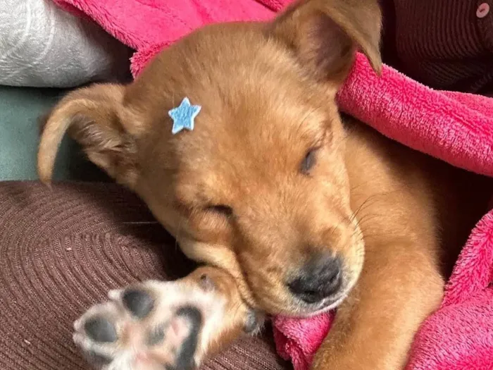 Cachorro ra a Labrador misto idade 2 a 6 meses nome Chico