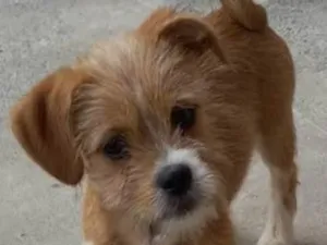 Cachorro raça SRD idade 2 a 6 meses nome Tody