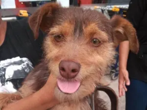 Cachorro raça SRD-ViraLata idade 1 ano nome LOBINHO, 1 ano