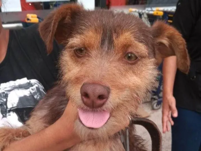 Cachorro ra a SRD-ViraLata idade 1 ano nome LOBINHO, 1 ano