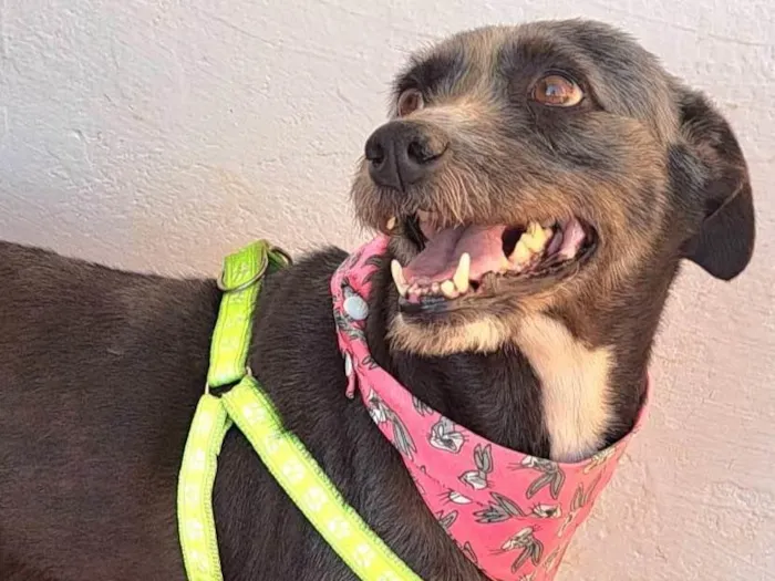 Cachorro ra a SRD-ViraLata idade 2 anos nome Berenice