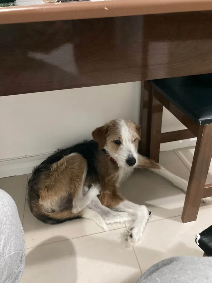 Cachorro ra a SRD-ViraLata idade 4 anos nome Amora