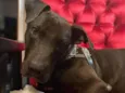 Gilda Mix de Staffordshire Bull terrier