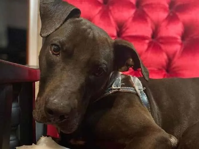 Cachorro ra a SRD-ViraLata - Mix de Staffordshire Bull terrier idade 1 ano nome Gilda Mix de Staffordshire Bull terrier