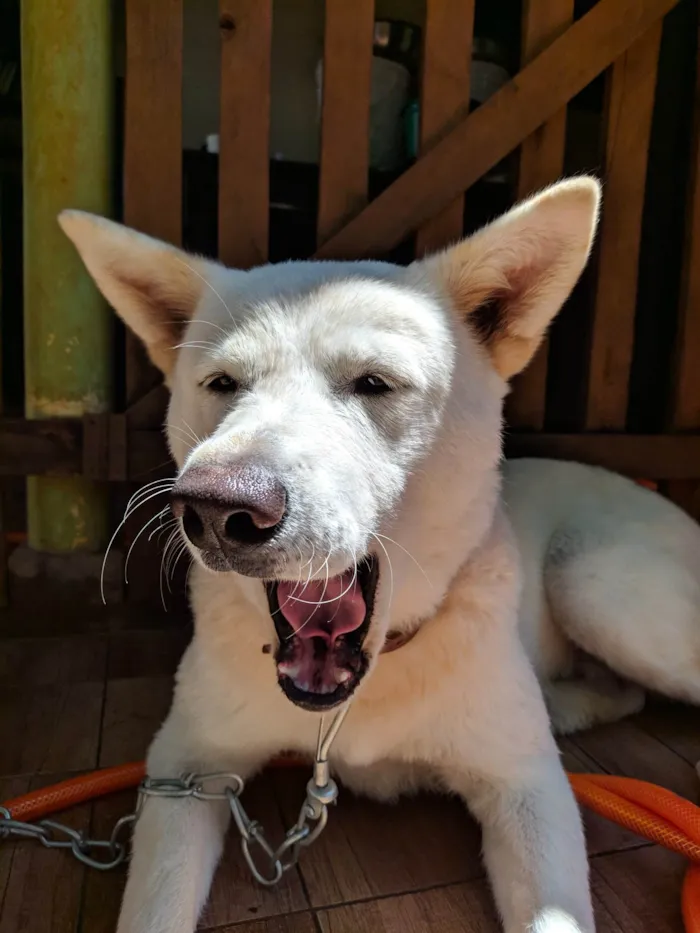 Cachorro ra a Akita idade 4 anos nome Dory