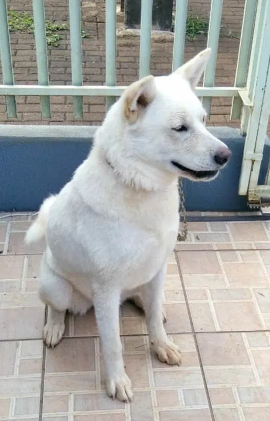 Cachorro ra a Akita idade 4 anos nome Dory