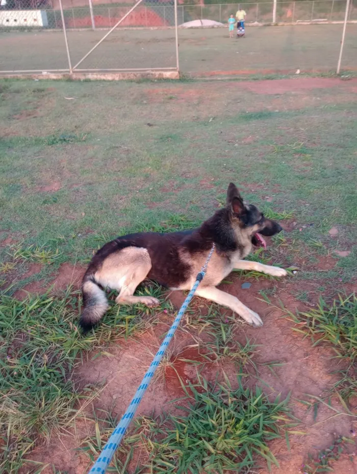 Cachorro ra a Pastor Alemão idade 5 anos nome Slash