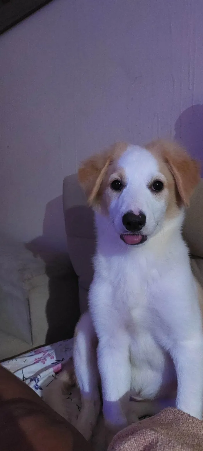 Cachorro ra a Mestiça  idade 2 a 6 meses nome Cloe