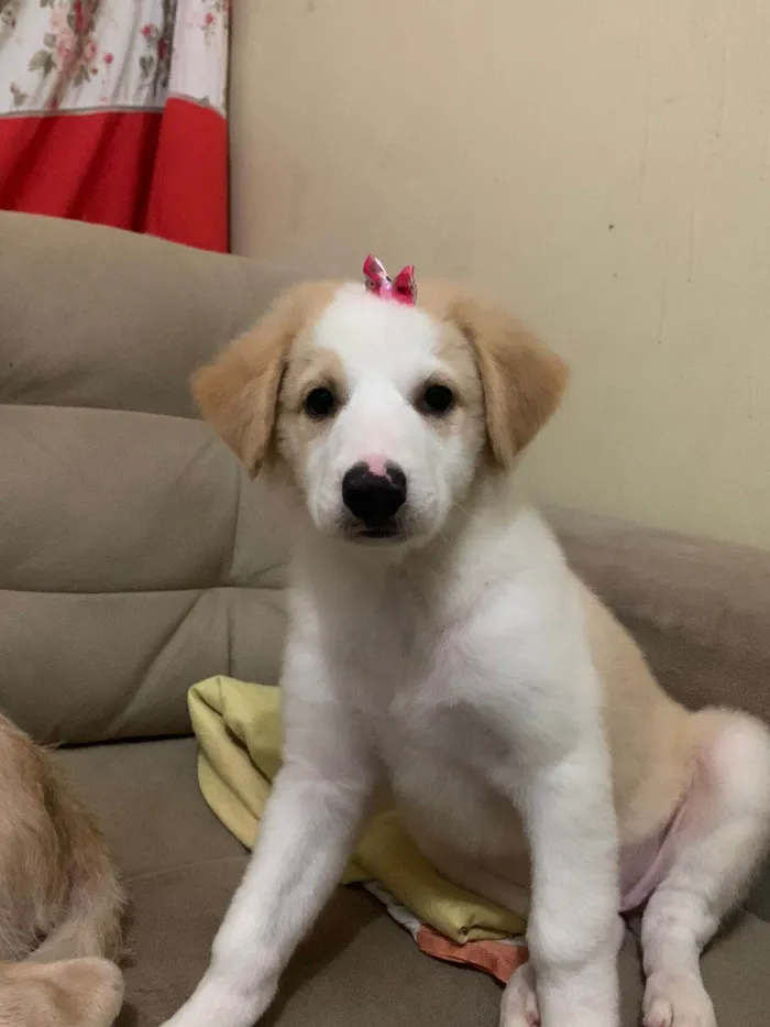 Cachorro ra a Mestiça  idade 2 a 6 meses nome Cloe