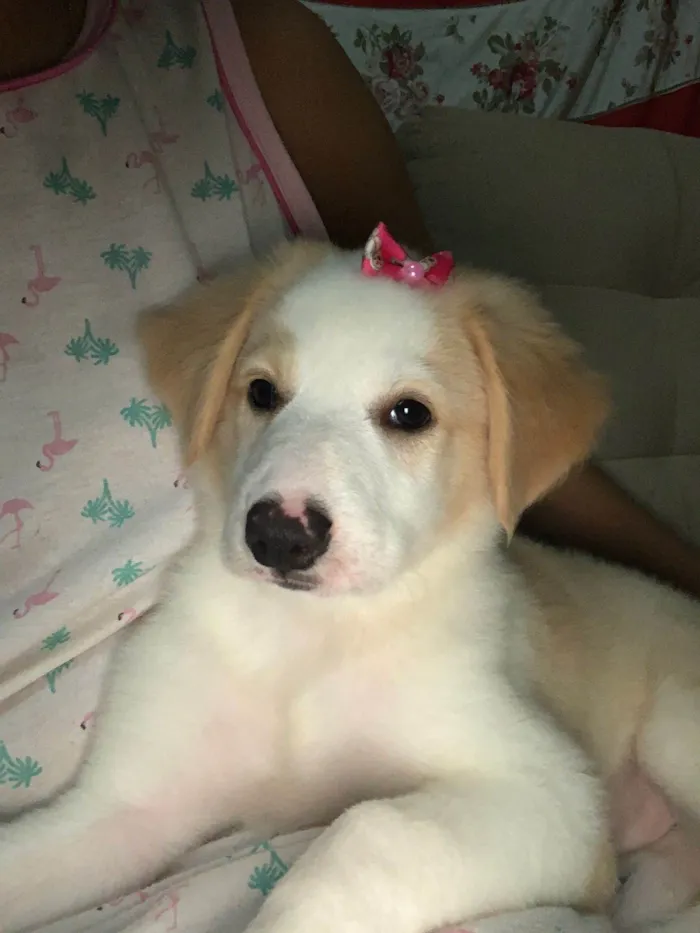 Cachorro ra a Mestiça  idade 2 a 6 meses nome Cloe