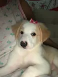 Cloe