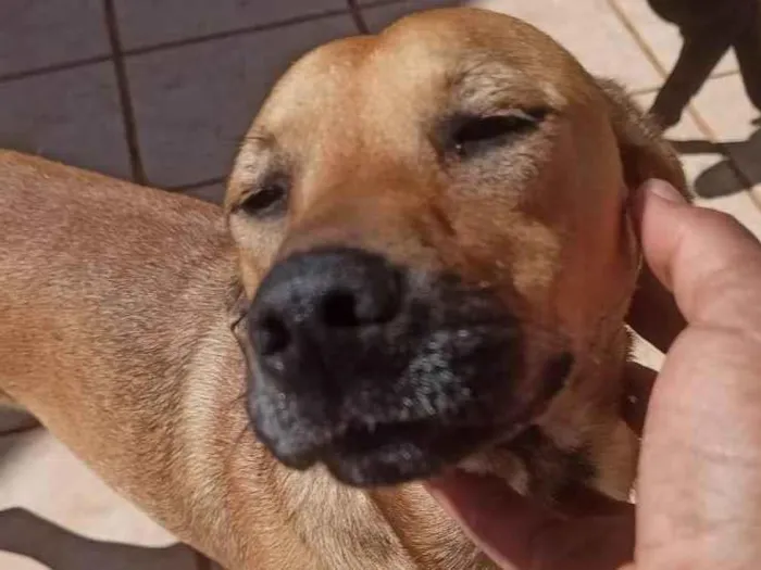 Cachorro ra a Indefinido  idade 1 ano nome Simba