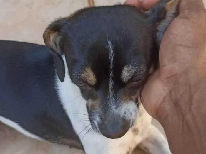 Cachorro ra a Indefinido  idade 2 anos nome Zoe