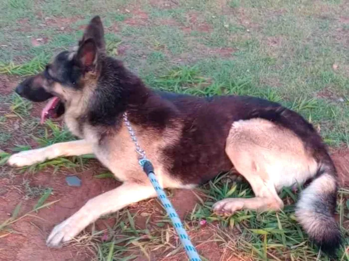 Cachorro ra a Pastor Alemão idade 5 anos nome Slash