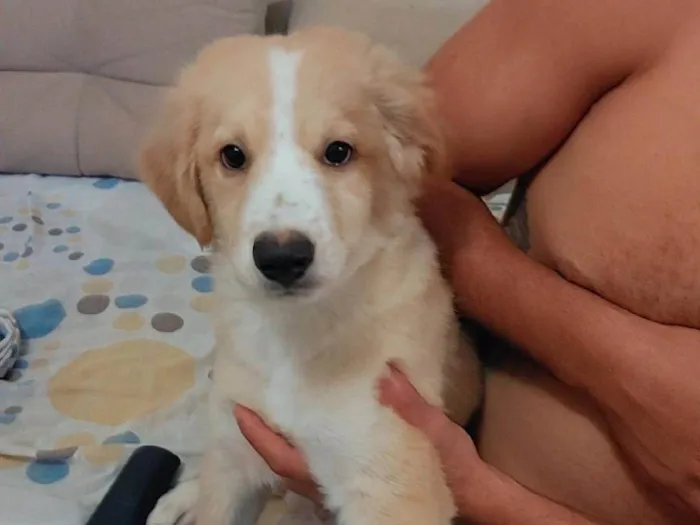 Cachorro ra a Mestiça idade 2 a 6 meses nome Bobinho