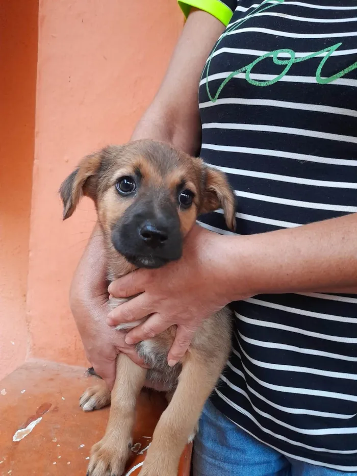 Cachorro ra a vira lata idade 2 a 6 meses nome Melzinha