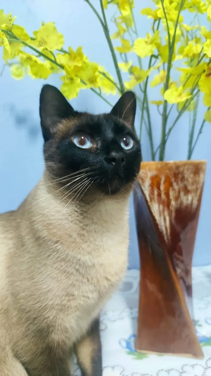 Gato ra a Siamês idade 5 anos nome GRATIFICA - Oliver