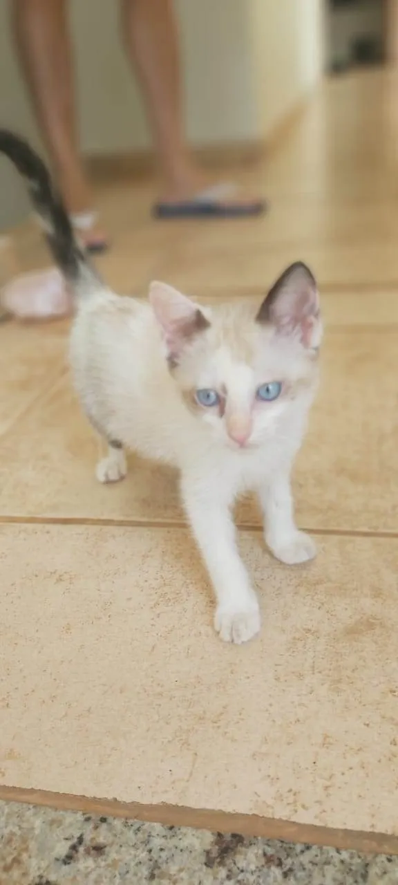 Gato ra a SRD idade Abaixo de 2 meses nome Fofinha