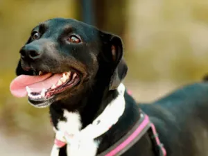 Cachorro raça Basset-Cofap idade 3 anos nome Vitória