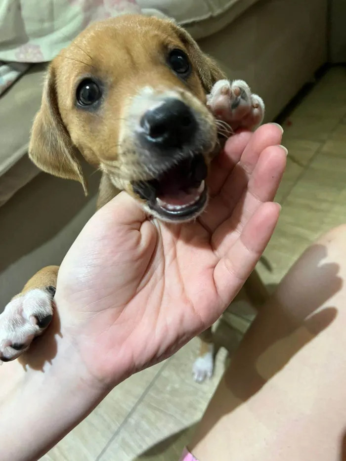 Cachorro ra a SRD-ViraLata idade Abaixo de 2 meses nome Jandira