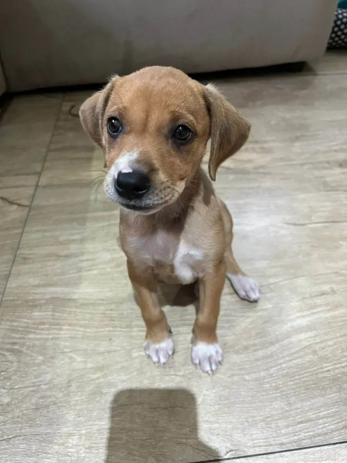 Cachorro ra a SRD-ViraLata idade Abaixo de 2 meses nome Jandira