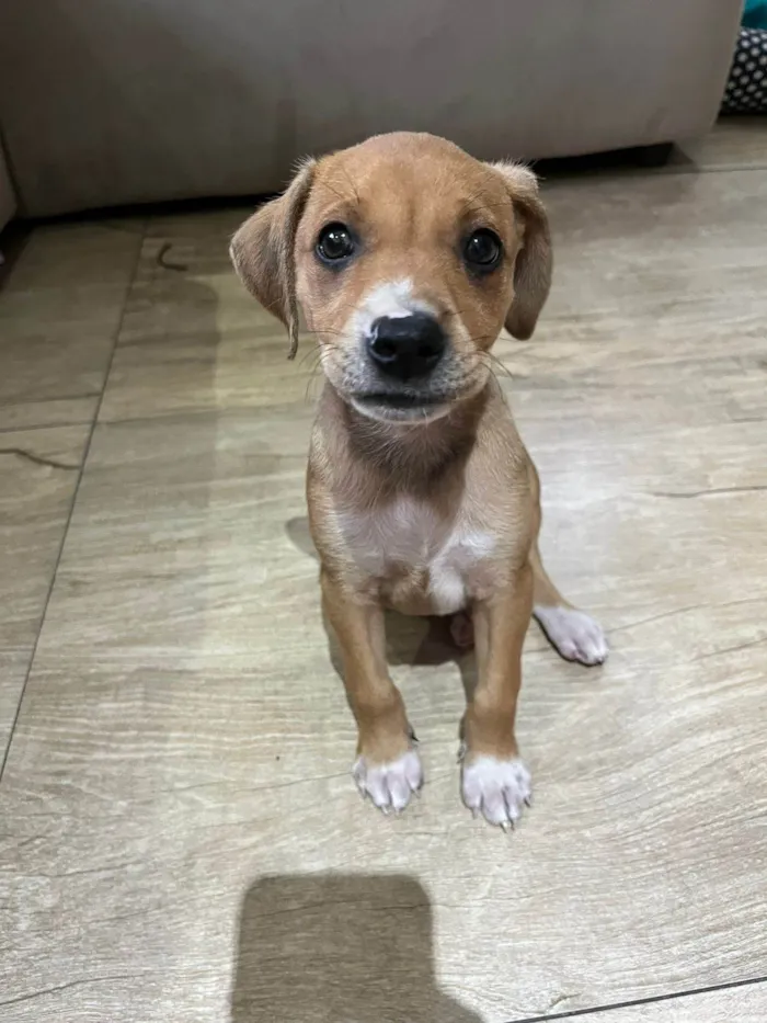 Cachorro ra a SRD-ViraLata idade Abaixo de 2 meses nome Jandira