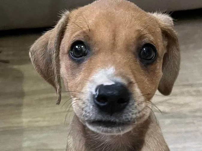 Cachorro ra a SRD-ViraLata idade Abaixo de 2 meses nome Jandira