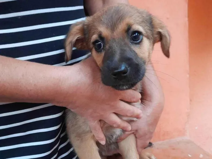 Cachorro ra a vira lata idade 2 a 6 meses nome Melzinha