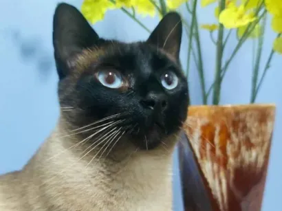 Gato raça Siamês idade 5 anos nome GRATIFICA - Oliver