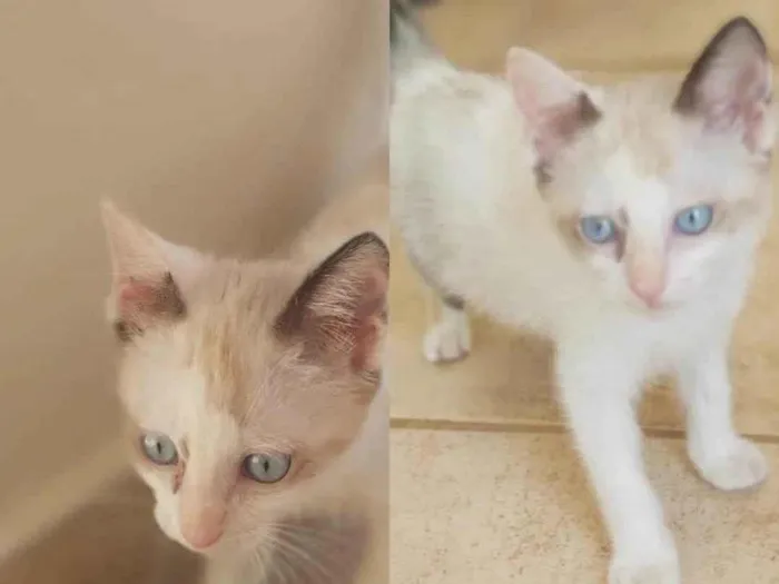 Gato ra a SRD idade Abaixo de 2 meses nome Fofinha