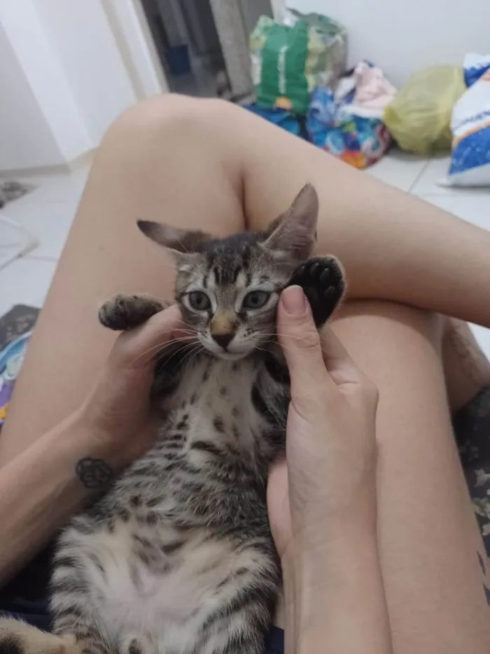 Gato ra a Rajado idade 2 a 6 meses nome Tiger