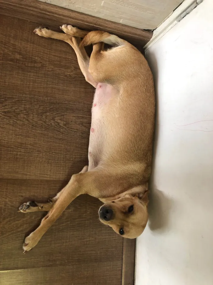Cachorro ra a SRD-ViraLata idade 1 ano nome Catarina 