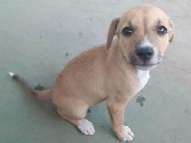 Cachorro ra a Sem raça definida  idade Abaixo de 2 meses nome Você pode escolher!