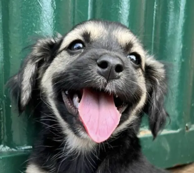 Cachorro ra a Mestico  idade 2 a 6 meses nome Thor 