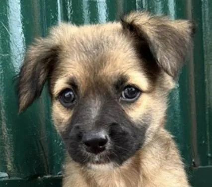 Cachorro ra a Mestico  idade 2 a 6 meses nome Apolo