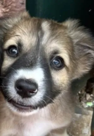 Cachorro raça Mestico  idade 2 a 6 meses nome Nick 