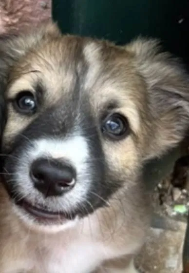 Cachorro ra a Mestico idade 2 a 6 meses nome Nick