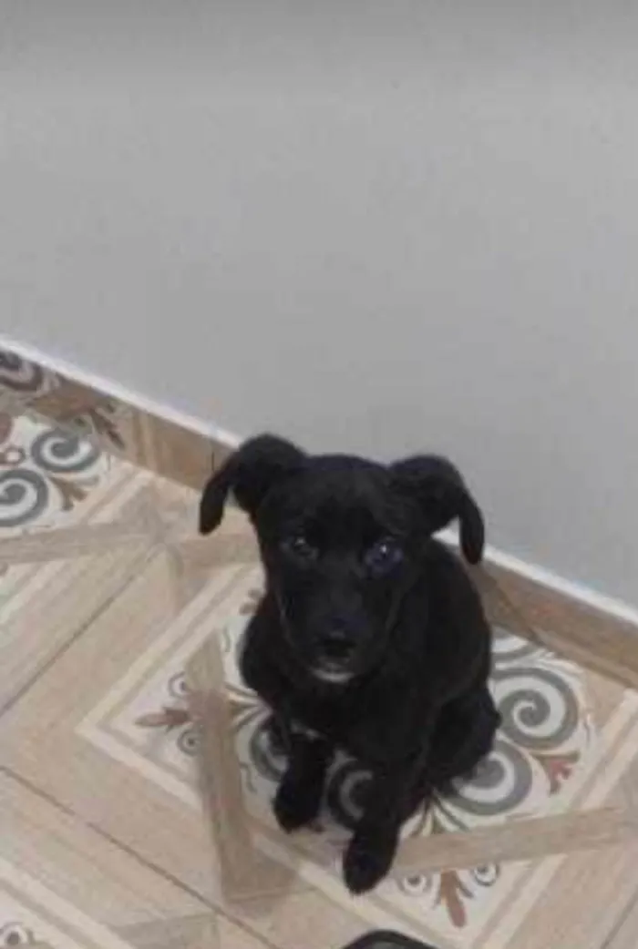 Cachorro ra a SRD-ViraLata idade 2 a 6 meses nome Nala